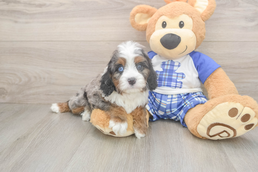 Cavapoo Puppy for Adoption