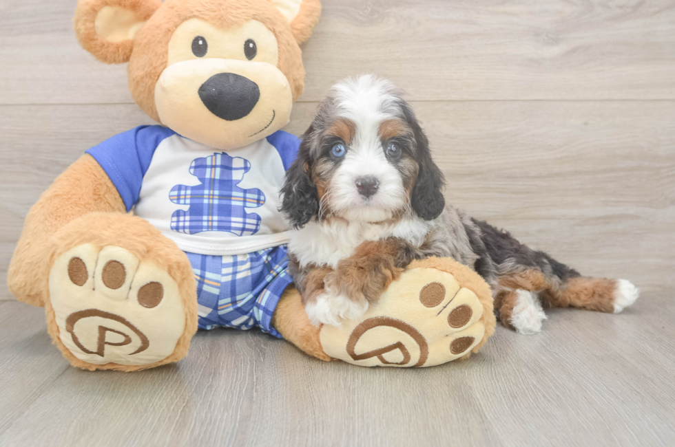 5 week old Cavapoo Puppy For Sale - Premier Pups