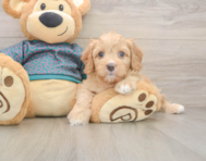 8 week old Cavapoo Puppy For Sale - Premier Pups