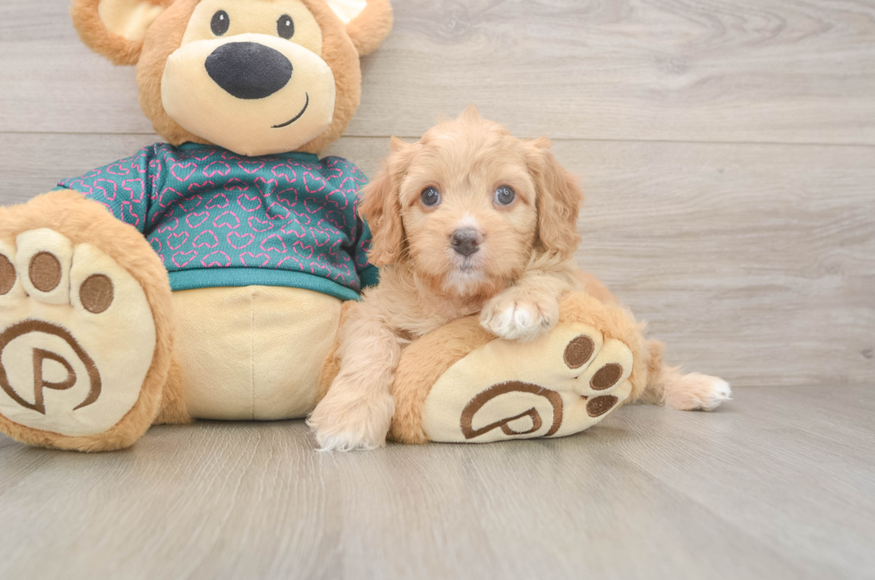 6 week old Cavapoo Puppy For Sale - Premier Pups