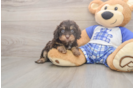 Best Cavapoo Baby
