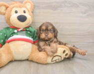7 week old Cavapoo Puppy For Sale - Premier Pups