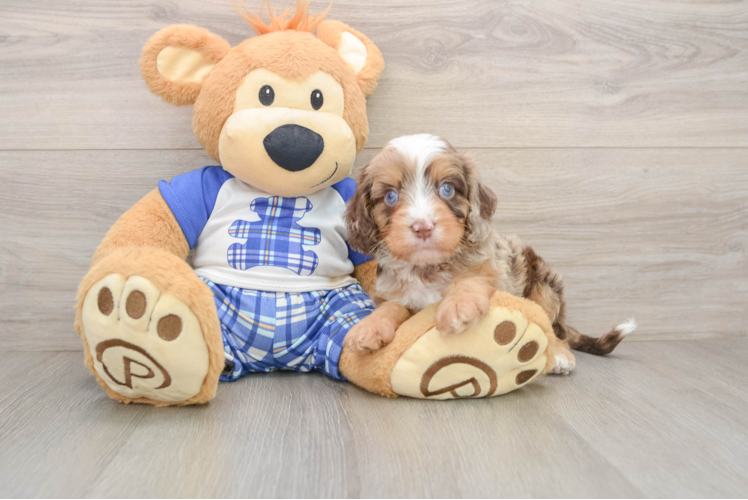 Cavapoo Pup Being Cute
