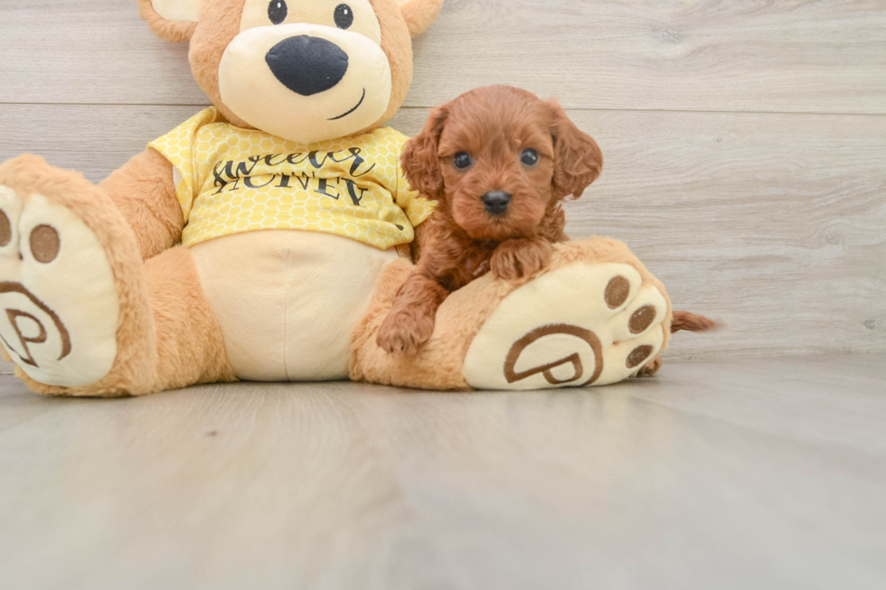 Best Cavapoo Baby