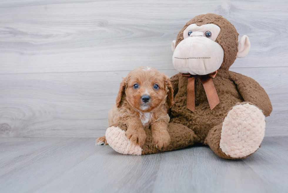 Hypoallergenic Cavoodle Poodle Mix Puppy