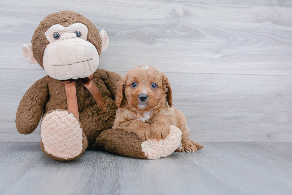 Cavapoo Puppy for Adoption