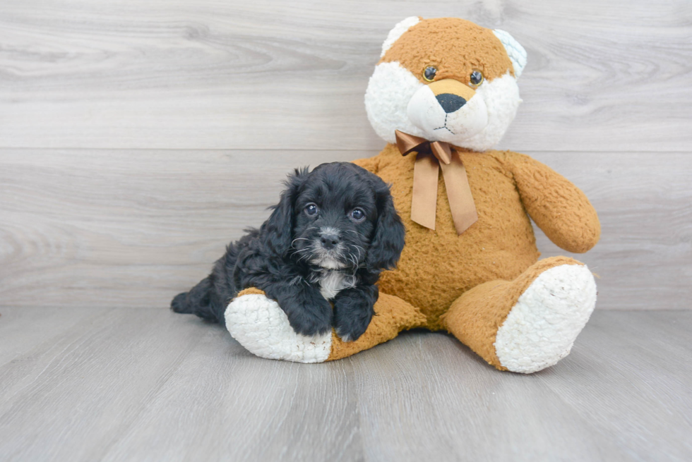 Best Cavapoo Baby