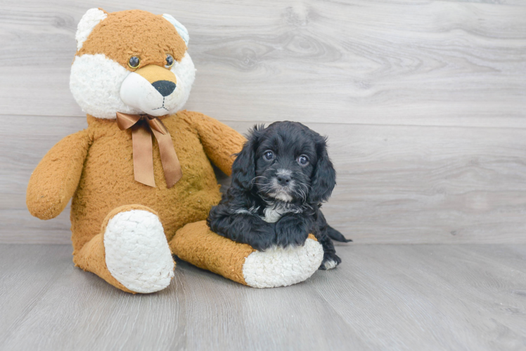 Cavapoo Pup Being Cute