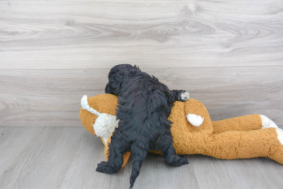 Funny Cavapoo Poodle Mix Pup