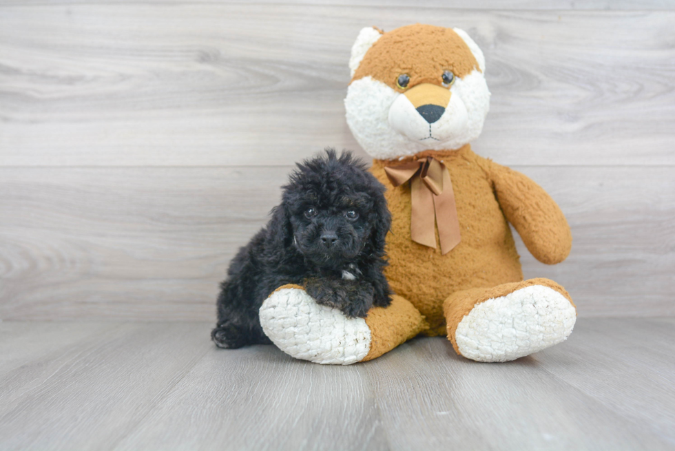 Little Cavoodle Poodle Mix Puppy