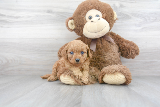 Friendly Cavapoo Baby