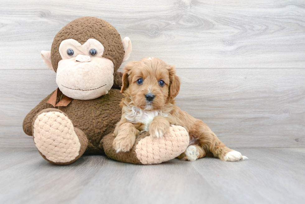 Best Cavapoo Baby