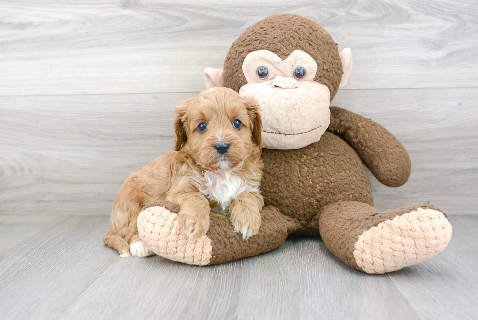 Cavapoo Pup Being Cute