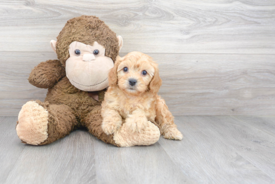 Happy Cavapoo Baby