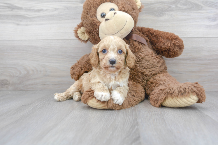 Happy Cavapoo Baby