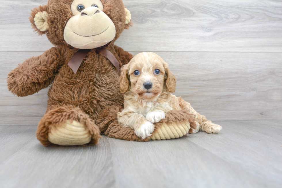 Best Cavapoo Baby