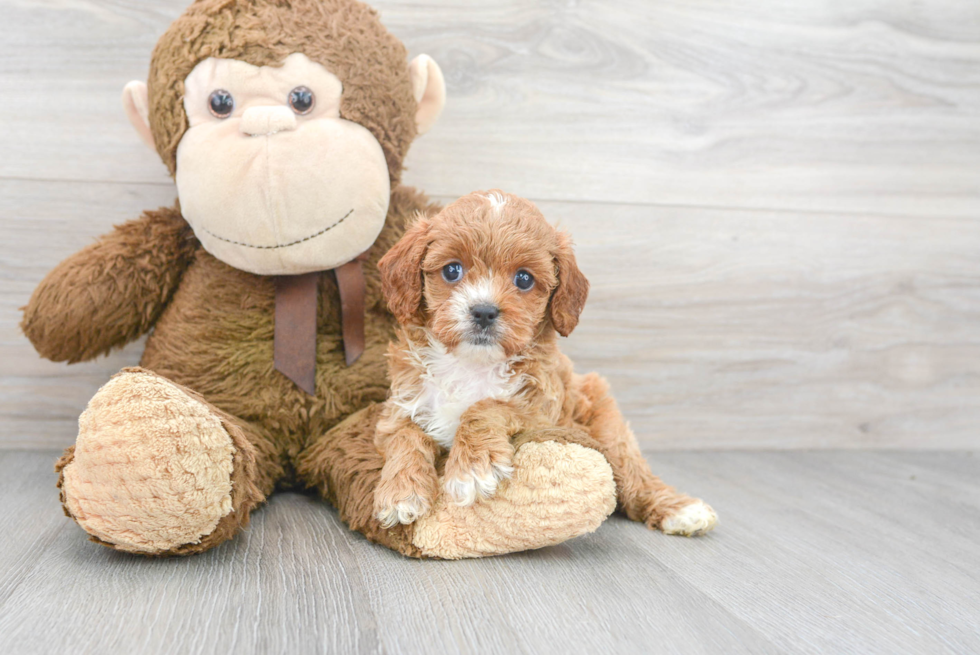 Best Cavapoo Baby