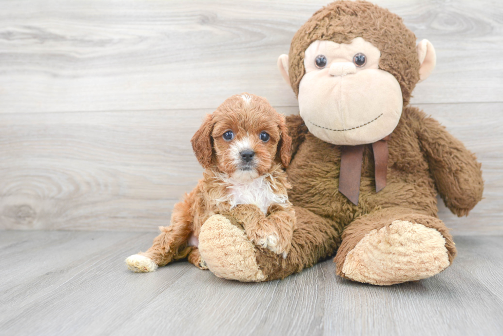 Cute Cavapoo Baby