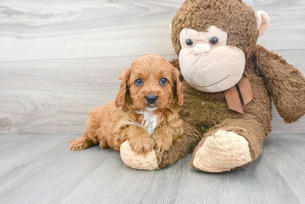Smart Cavapoo Poodle Mix Pup