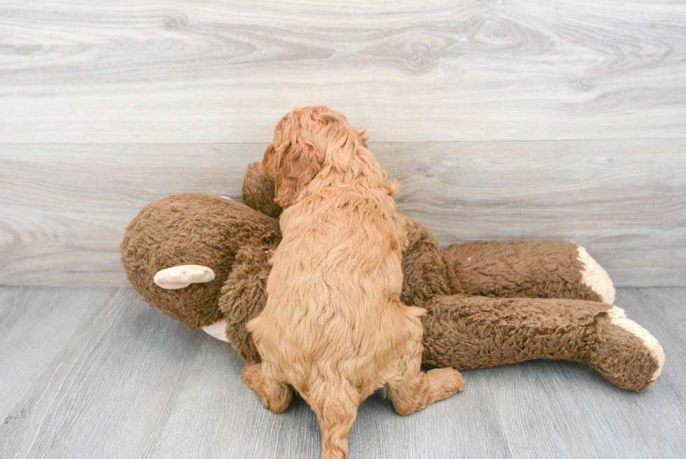 Best Cavapoo Baby