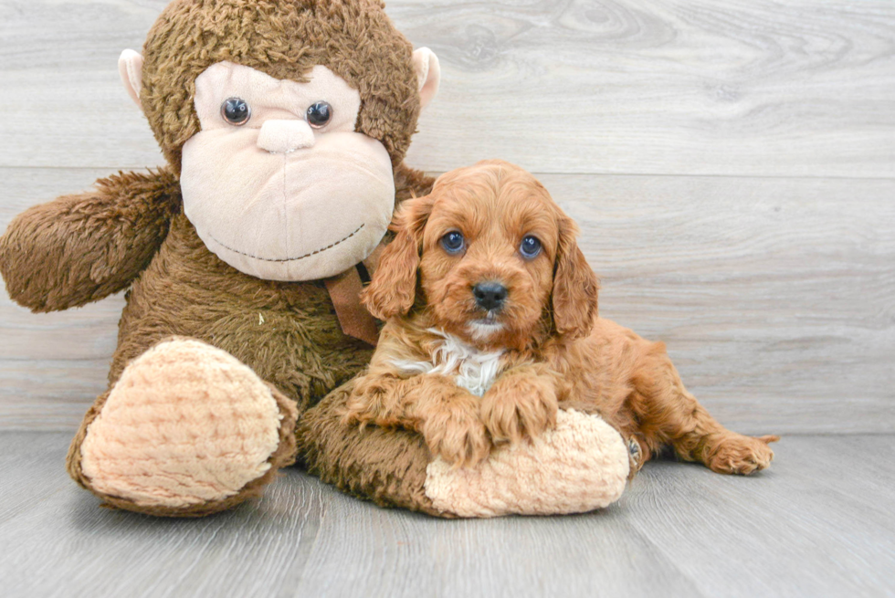 Cavapoo Pup Being Cute