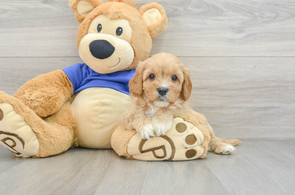 8 week old Cavapoo Puppy For Sale - Premier Pups