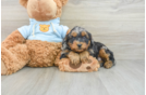 Cavapoo Pup Being Cute