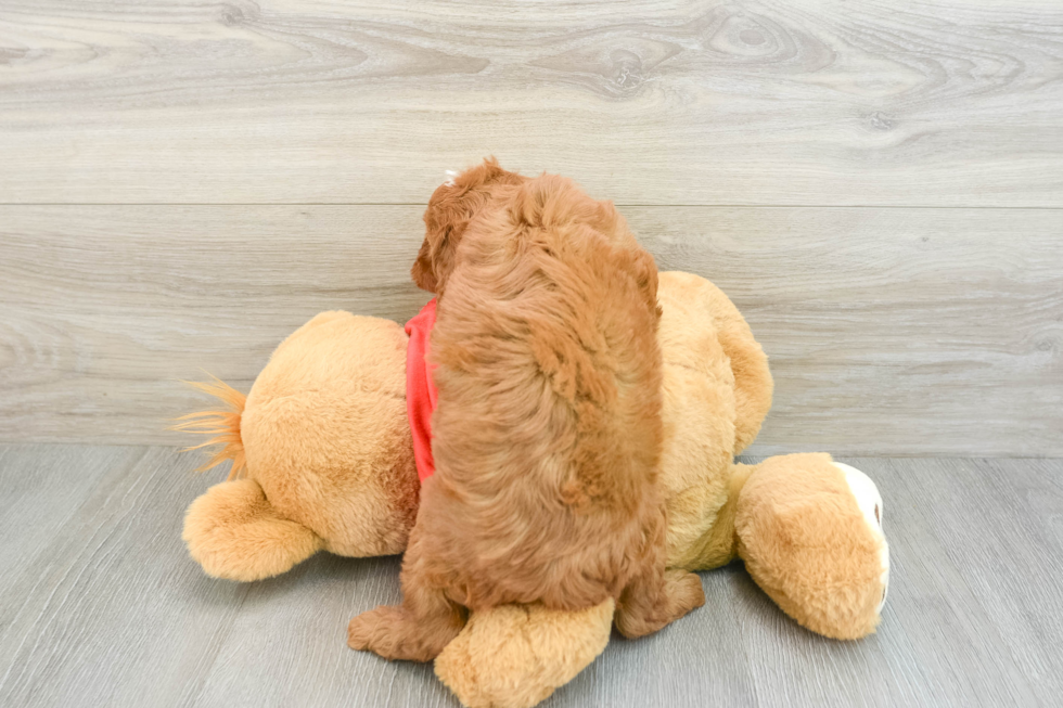 Popular Cavapoo Poodle Mix Pup