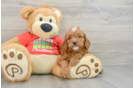 Popular Cavapoo Poodle Mix Pup