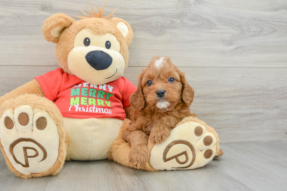 Popular Cavapoo Poodle Mix Pup