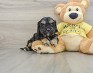 7 week old Cavapoo Puppy For Sale - Premier Pups