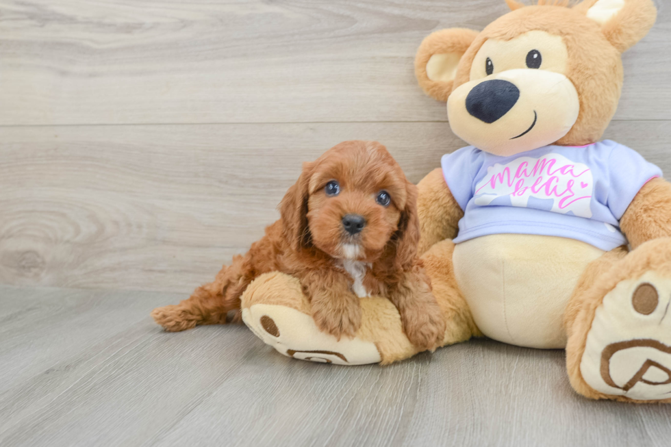 Best Cavapoo Baby