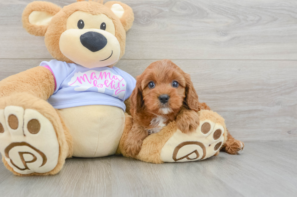 5 week old Cavapoo Puppy For Sale - Premier Pups