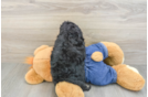 Best Cavapoo Baby