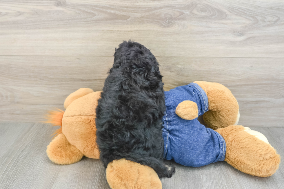 Best Cavapoo Baby