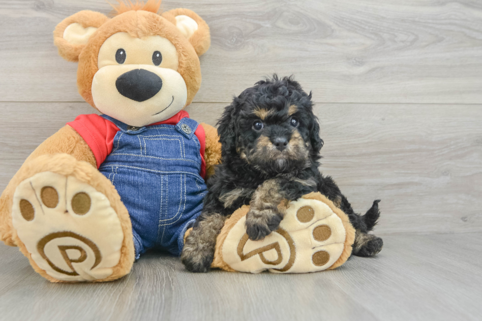 Cavapoo Pup Being Cute
