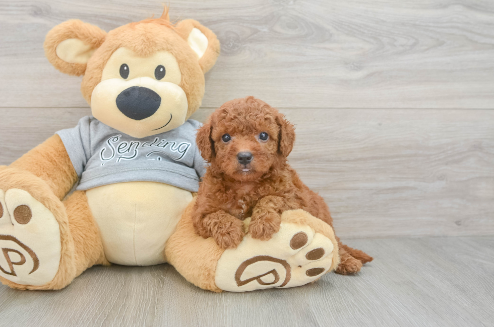5 week old Cavapoo Puppy For Sale - Premier Pups