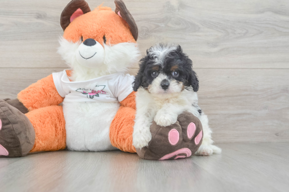 5 week old Cavapoo Puppy For Sale - Premier Pups