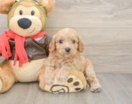 7 week old Cavapoo Puppy For Sale - Premier Pups