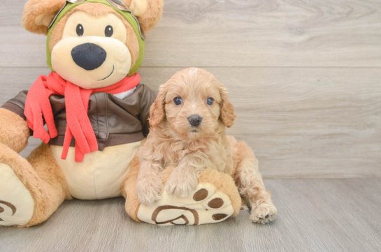 Cavapoo Puppy for Adoption