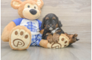 Smart Cavapoo Poodle Mix Pup