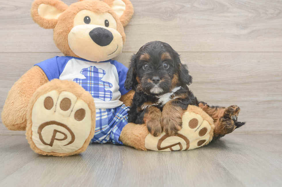 5 week old Cavapoo Puppy For Sale - Premier Pups