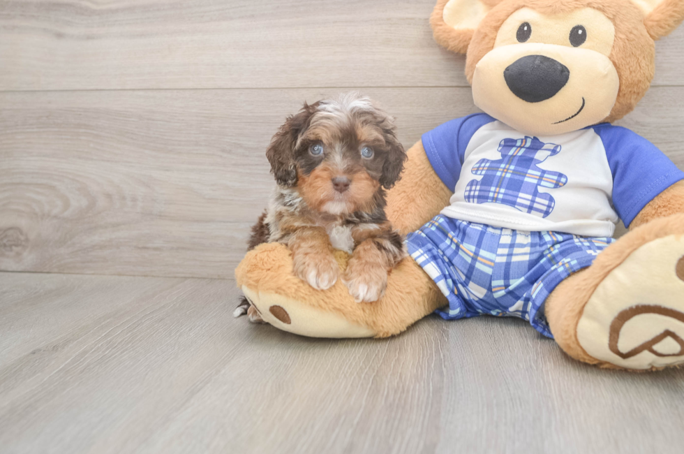 6 week old Cavapoo Puppy For Sale - Premier Pups