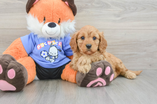 Cavapoo Puppy for Adoption
