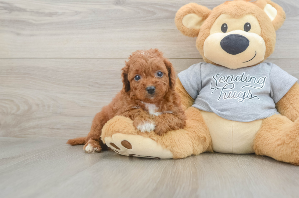 5 week old Cavapoo Puppy For Sale - Premier Pups