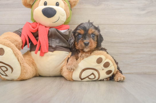 Friendly Cavapoo Baby