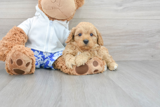 Playful Cavoodle Poodle Mix Puppy