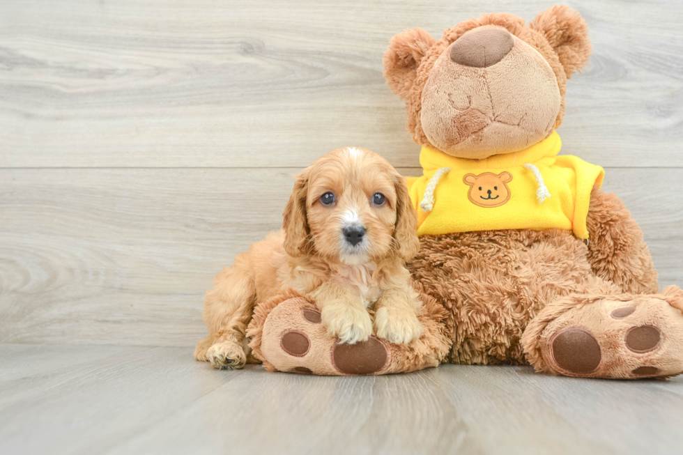 Energetic Cavoodle Poodle Mix Puppy