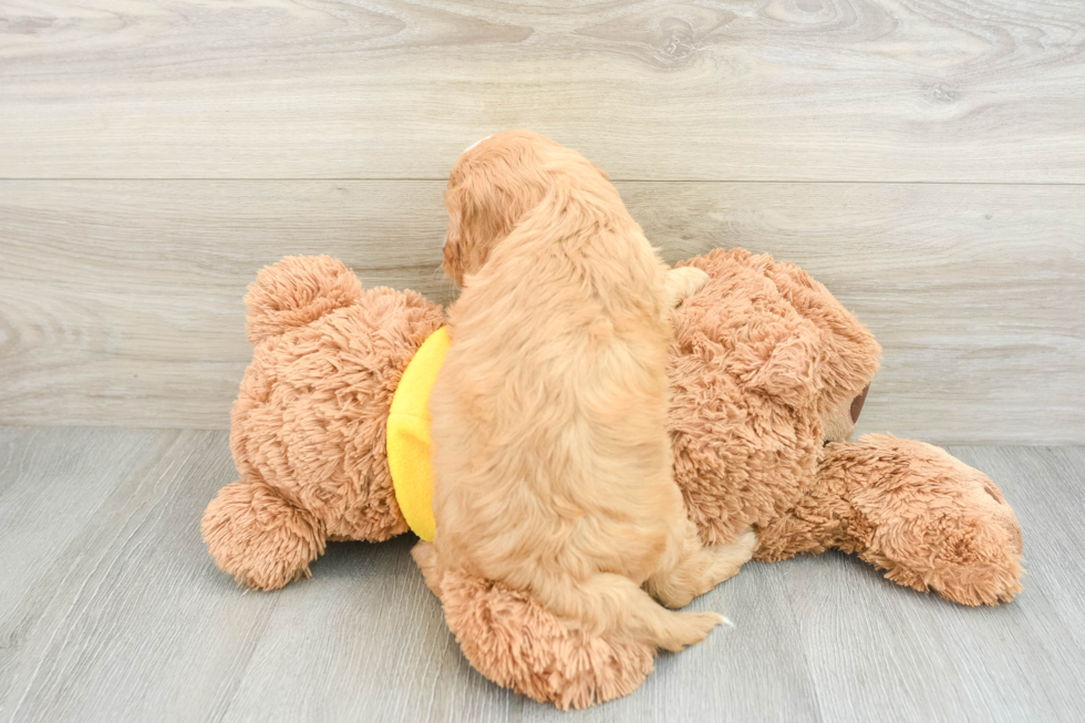 Happy Cavapoo Baby