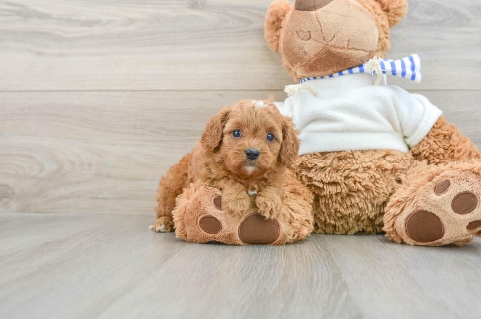 7 week old Cavapoo Puppy For Sale - Premier Pups